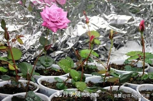 月季打頂是什么意思？教你正確打頂，苗更壯長更快花更多(圖4)