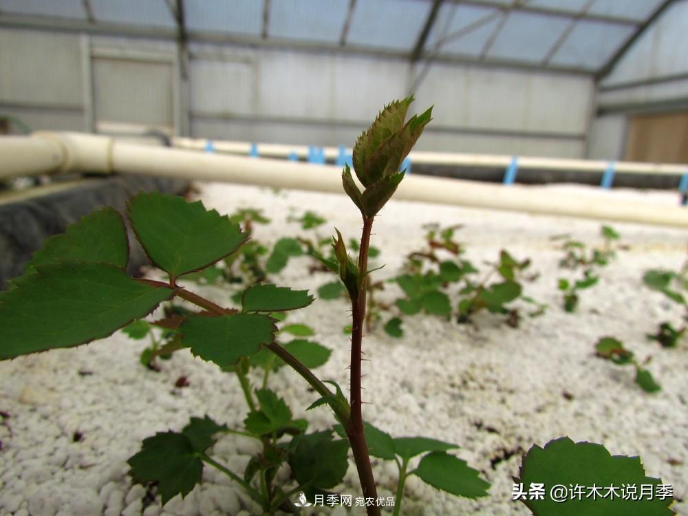 月季打頂是什么意思？教你正確打頂，苗更壯長更快花更多(圖5)