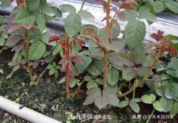 月季打頂是什么意思？教你正確打頂，苗更壯長更快花更多(圖8)