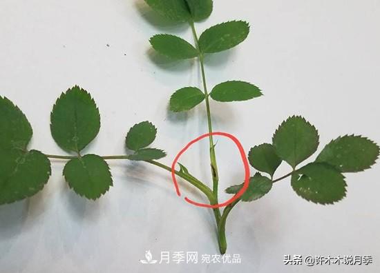 月季打頂是什么意思？教你正確打頂，苗更壯長更快花更多(圖7)