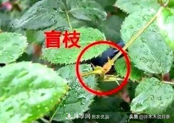 月季打頂是什么意思？教你正確打頂，苗更壯長更快花更多(圖6)