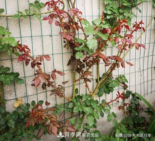 月季打頂是什么意思？教你正確打頂，苗更壯長更快花更多(圖9)
