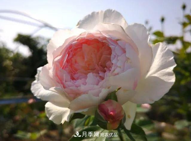 月季入秋修剪正當時，2種株型3種剪法，月季秋剪不犯難！(圖1)