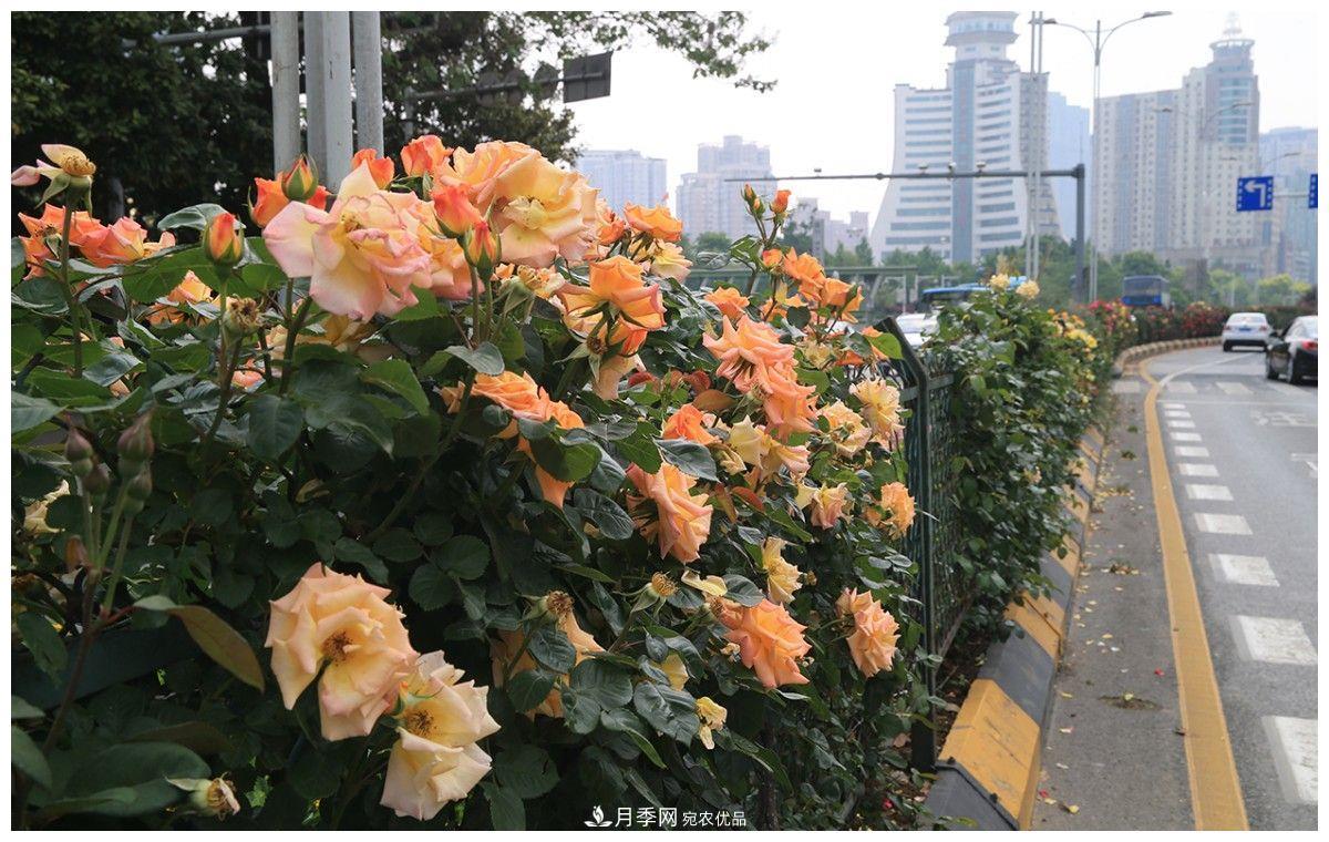誰說月光族就不配養(yǎng)花？這20種月季花月薪3000也能養(yǎng)(圖1)