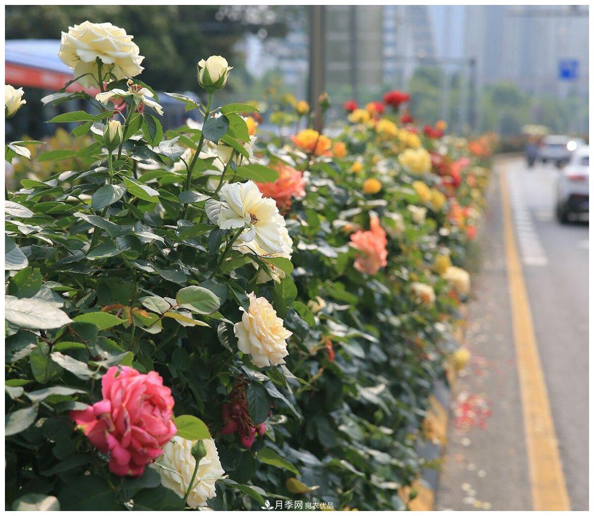 誰說月光族就不配養(yǎng)花？這20種月季花月薪3000也能養(yǎng)(圖3)