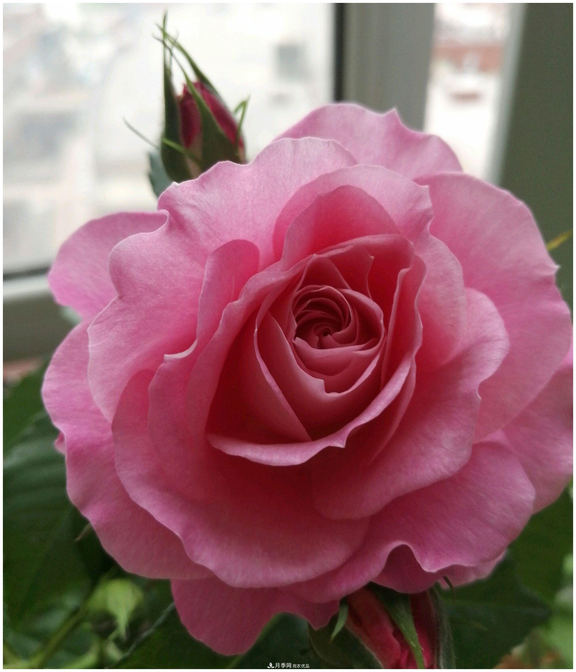 誰說月光族就不配養(yǎng)花？這20種月季花月薪3000也能養(yǎng)(圖9)