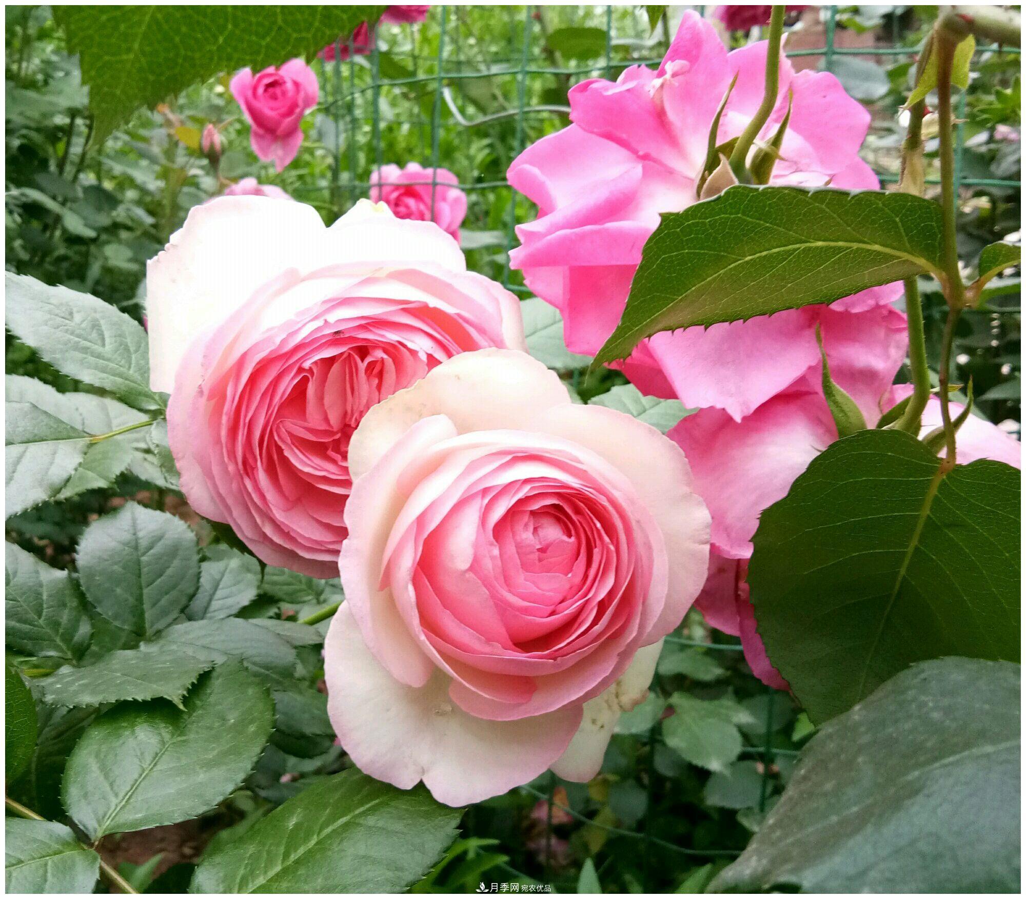 誰說月光族就不配養(yǎng)花？這20種月季花月薪3000也能養(yǎng)(圖10)