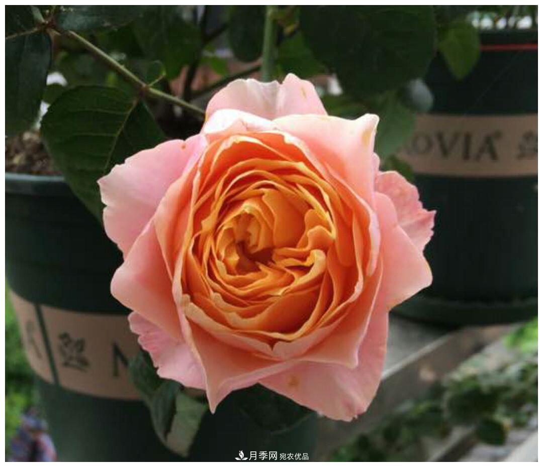 誰說月光族就不配養(yǎng)花？這20種月季花月薪3000也能養(yǎng)(圖13)