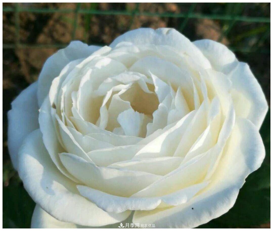 誰說月光族就不配養(yǎng)花？這20種月季花月薪3000也能養(yǎng)(圖17)