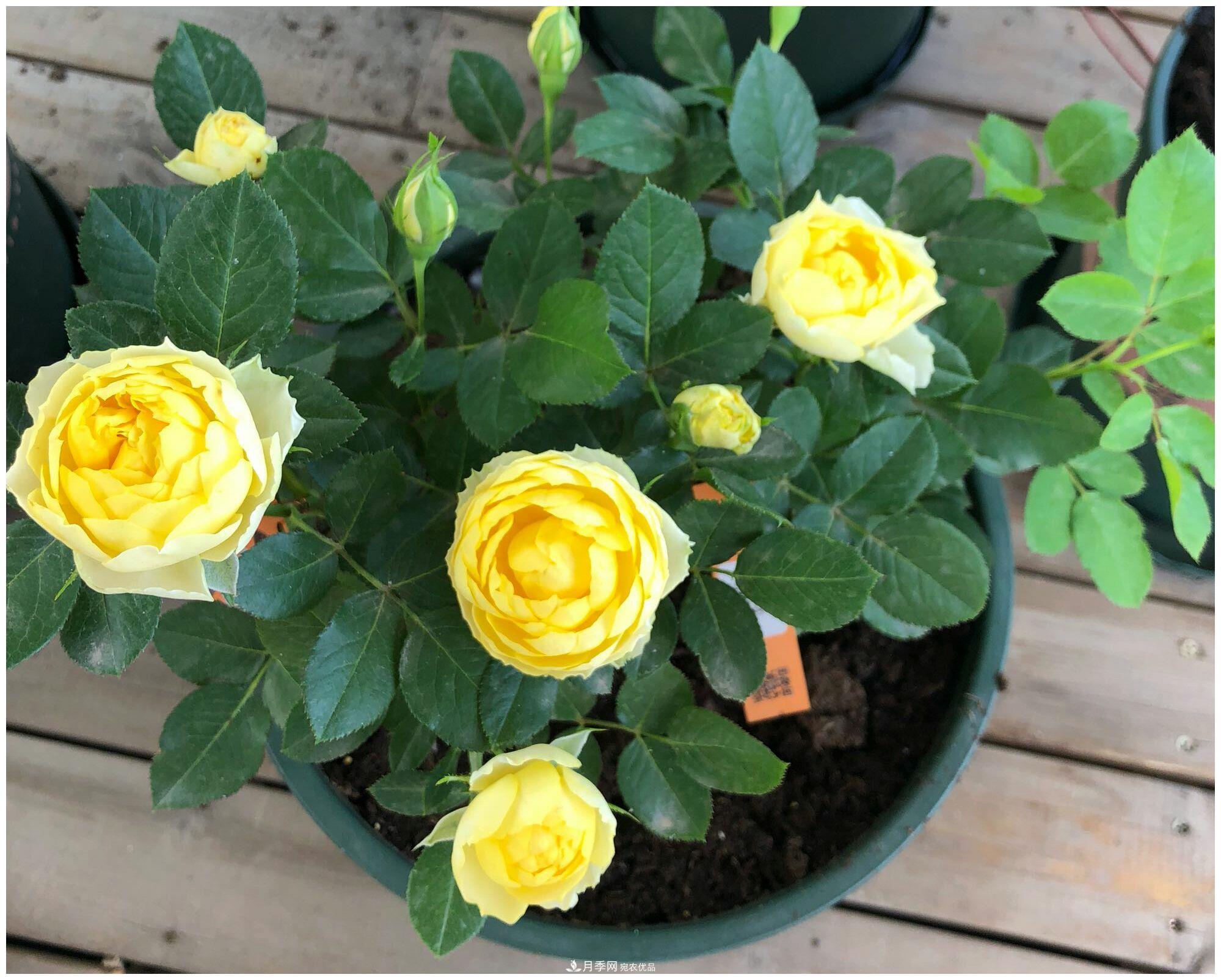 誰說月光族就不配養(yǎng)花？這20種月季花月薪3000也能養(yǎng)(圖14)
