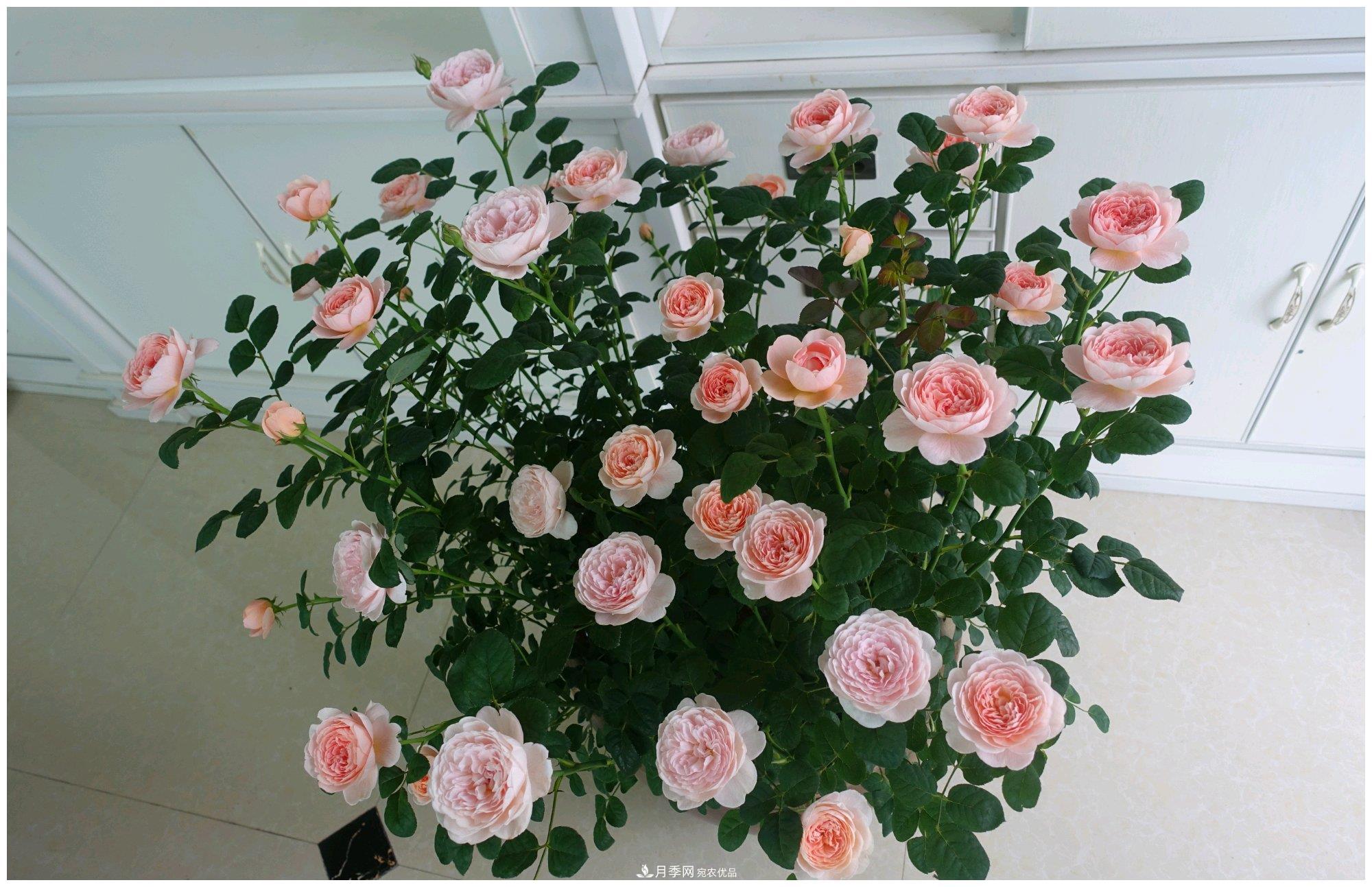 誰說月光族就不配養(yǎng)花？這20種月季花月薪3000也能養(yǎng)(圖15)