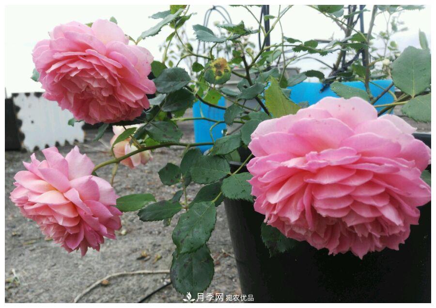 誰說月光族就不配養(yǎng)花？這20種月季花月薪3000也能養(yǎng)(圖24)
