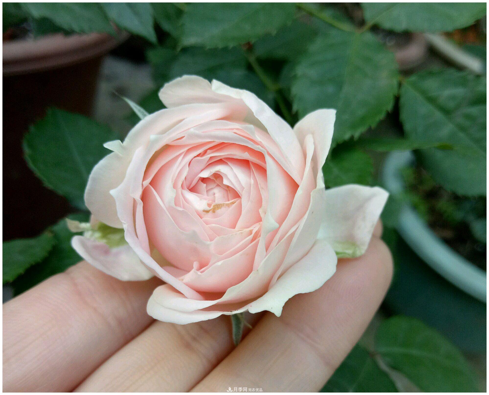 誰說月光族就不配養(yǎng)花？這20種月季花月薪3000也能養(yǎng)(圖23)