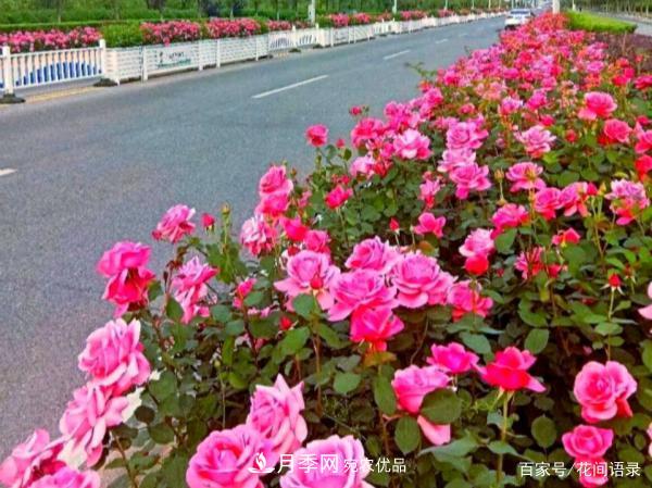 安徽銅陵公路旁種滿“高級(jí)月季”，大家說(shuō)太漂亮，繞路也要去看花(圖1)