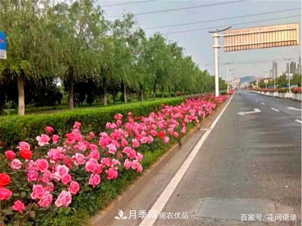 安徽銅陵公路旁種滿“高級(jí)月季”，大家說(shuō)太漂亮，繞路也要去看花(圖5)
