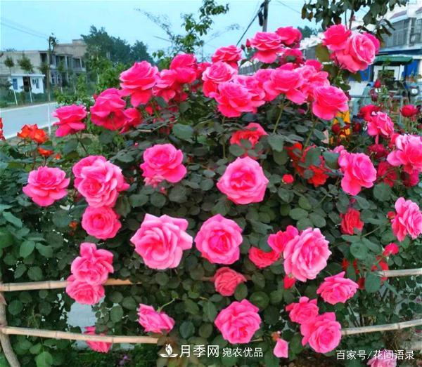 安徽銅陵公路旁種滿“高級(jí)月季”，大家說(shuō)太漂亮，繞路也要去看花(圖3)