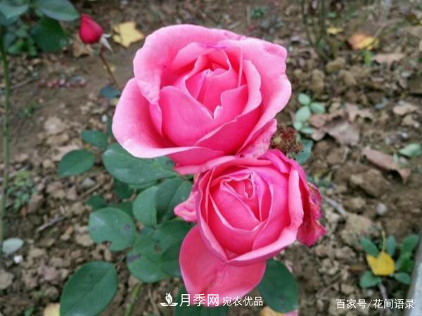 安徽銅陵公路旁種滿“高級(jí)月季”，大家說(shuō)太漂亮，繞路也要去看花(圖4)
