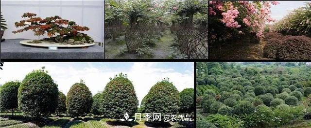 先抑后揚，上半年四川溫江的花木賣了12億(圖2)