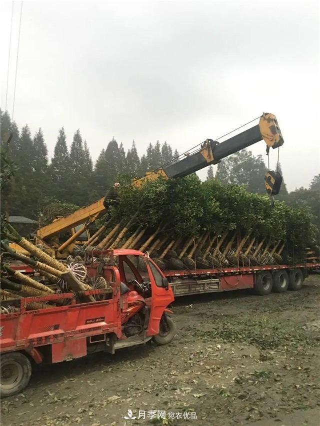 先抑后揚，上半年四川溫江的花木賣了12億(圖1)