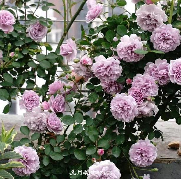 盆栽藤本月季花，該怎么延長花期、提高開花量？做到5點就夠了(圖1)