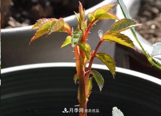 月季總黃葉？避開這“三個誤區(qū)”，15天憋出一圈筍芽，花開小半年(圖3)