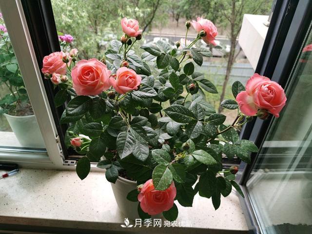 月季總黃葉？避開這“三個誤區(qū)”，15天憋出一圈筍芽，花開小半年(圖2)