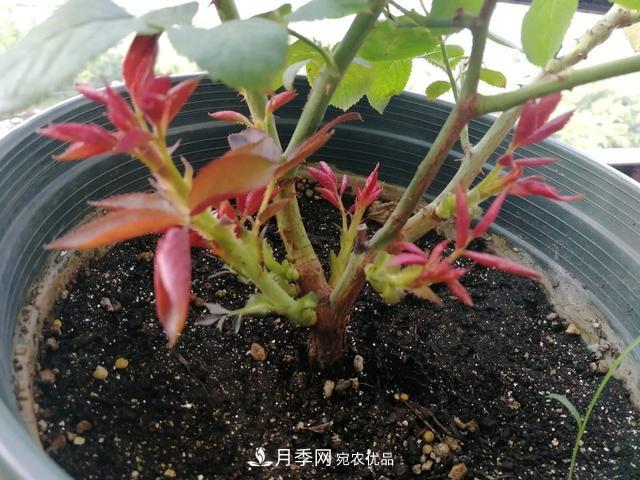 月季總黃葉？避開這“三個誤區(qū)”，15天憋出一圈筍芽，花開小半年(圖4)