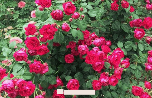 月季花愛長個開花多，養(yǎng)上2-3年就成“花墻”，值得擁有(圖3)