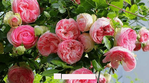 月季花愛長個開花多，養(yǎng)上2-3年就成“花墻”，值得擁有(圖1)