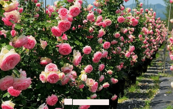 月季花愛長個開花多，養(yǎng)上2-3年就成“花墻”，值得擁有(圖2)