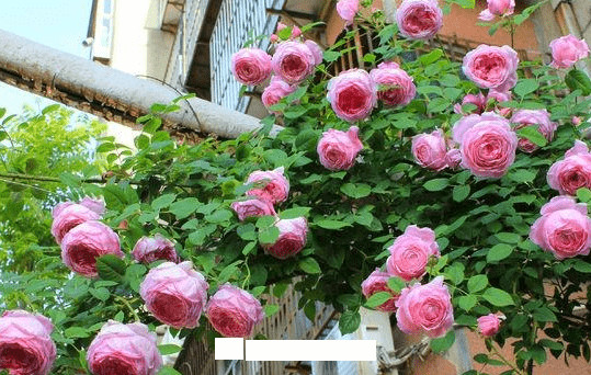 月季花愛長個開花多，養(yǎng)上2-3年就成“花墻”，值得擁有(圖6)