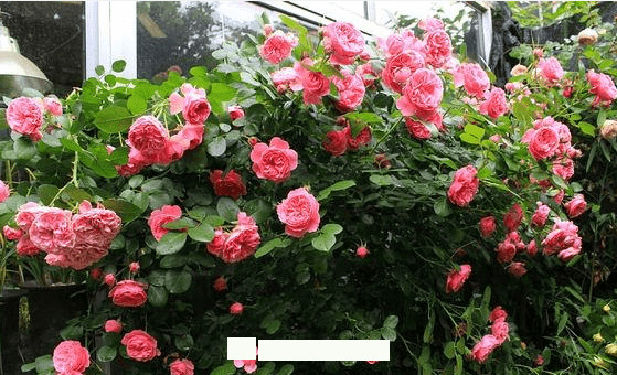 月季花愛長個開花多，養(yǎng)上2-3年就成“花墻”，值得擁有(圖5)