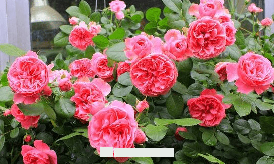 月季花愛長個開花多，養(yǎng)上2-3年就成“花墻”，值得擁有(圖4)