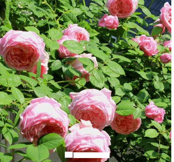 月季花愛長個開花多，養(yǎng)上2-3年就成“花墻”，值得擁有(圖8)