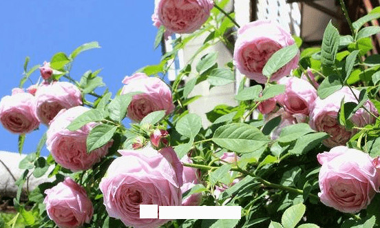 月季花愛長個開花多，養(yǎng)上2-3年就成“花墻”，值得擁有(圖7)