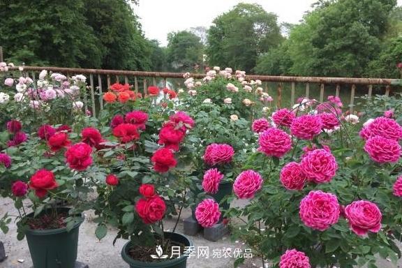 養(yǎng)月季，澆水很關(guān)鍵，學(xué)會(huì)這2個(gè)“竅門”，枝繁葉茂花滿枝(圖4)
