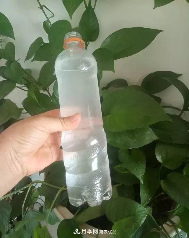 養(yǎng)月季花必備“3種肥”，每月花盆撒一點(diǎn)(圖3)