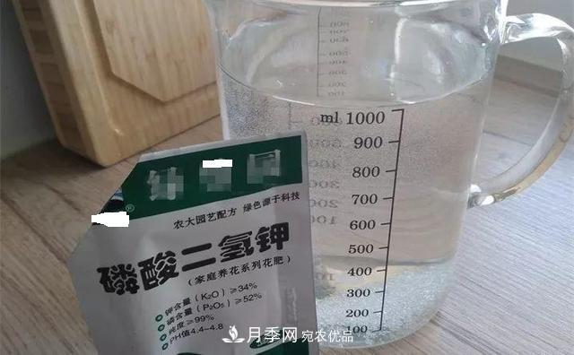養(yǎng)月季花必備“3種肥”，每月花盆撒一點(diǎn)(圖4)
