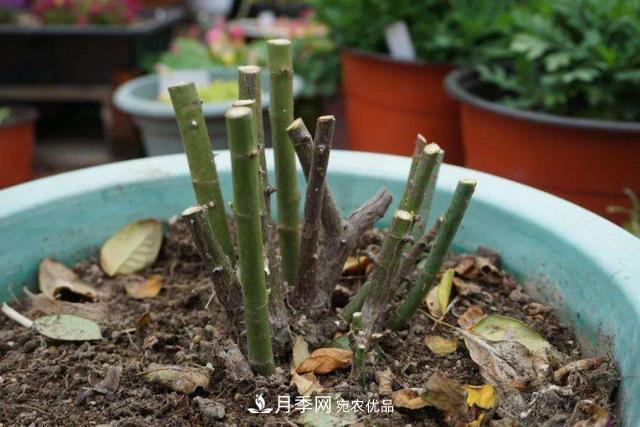月季修剪有技巧，知道幾個養(yǎng)護小妙招，花謝了還能開好幾茬(圖3)