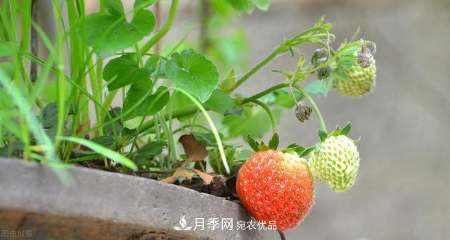 上海發(fā)布《窗陽臺綠化推薦植物名錄》，月季花在列，好不好養(yǎng)來看看(圖4)