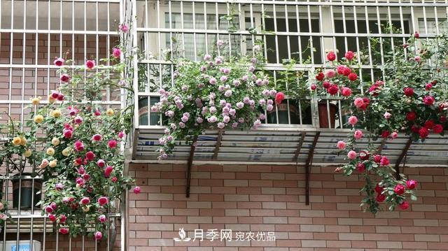 上海發(fā)布《窗陽臺綠化推薦植物名錄》，月季花在列，好不好養(yǎng)來看看(圖2)