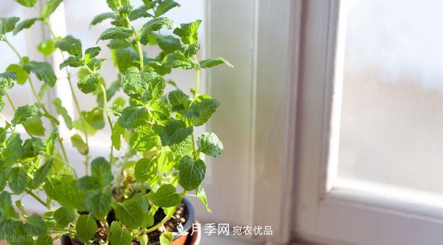 上海發(fā)布《窗陽臺綠化推薦植物名錄》，月季花在列，好不好養(yǎng)來看看(圖6)