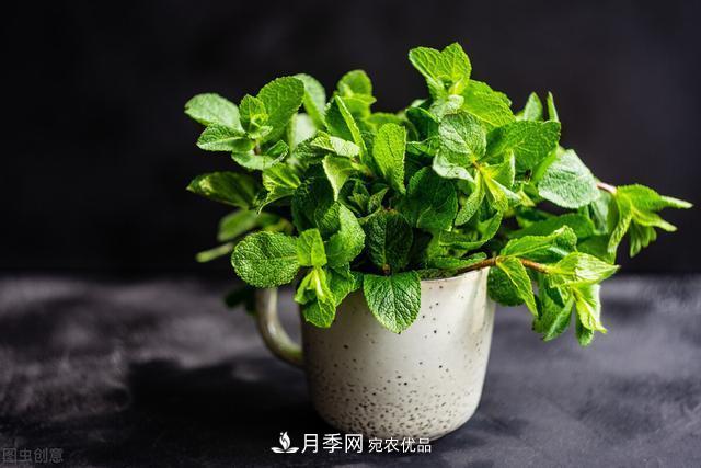 上海發(fā)布《窗陽臺綠化推薦植物名錄》，月季花在列，好不好養(yǎng)來看看(圖5)