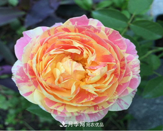 忙里偷閑，推薦5個月季品種，花色鮮艷還好養(yǎng)(圖5)