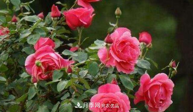 嫁接月季花，注意4個“要點”，輕松提高成活率(圖1)