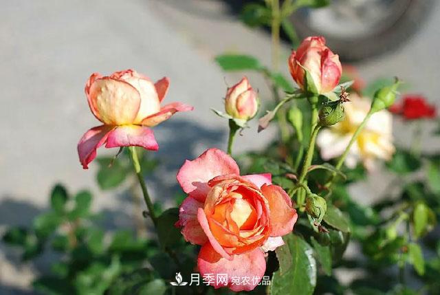 春天月季養(yǎng)護的“四句真言”，預(yù)防病蟲害，不愁沒花看！(圖4)