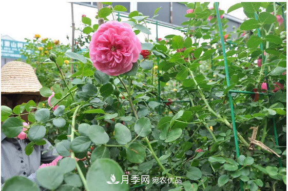 供應南陽月季，花中皇后，月月花開月月紅(圖4)