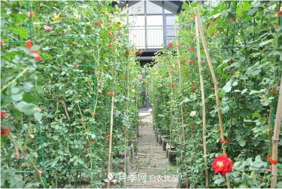 供應南陽月季，花中皇后，月月花開月月紅(圖6)