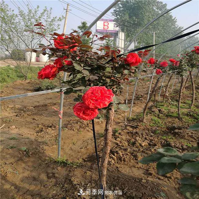 月季花的產(chǎn)地是哪里？南陽產(chǎn)的月季花好？(圖1)