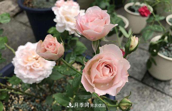 月季花的產(chǎn)地是哪里？南陽產(chǎn)的月季花好？(圖3)
